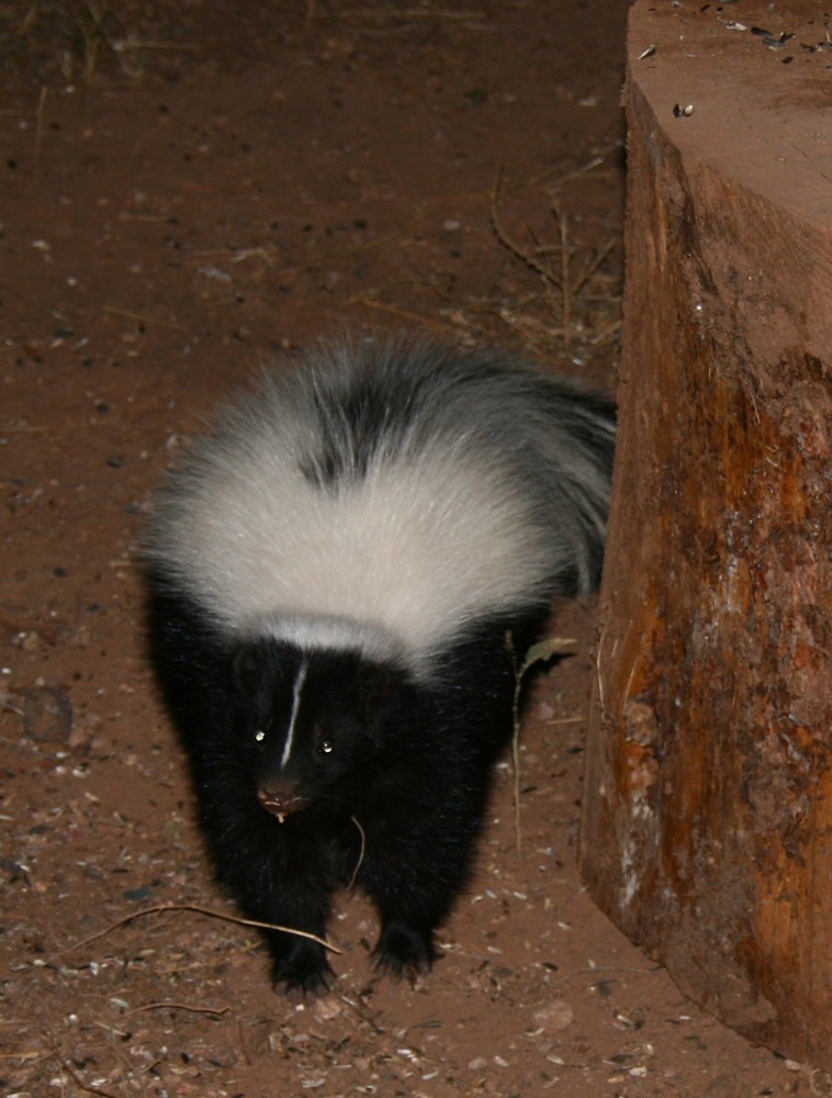 a black skunk with bold white stripes down its back