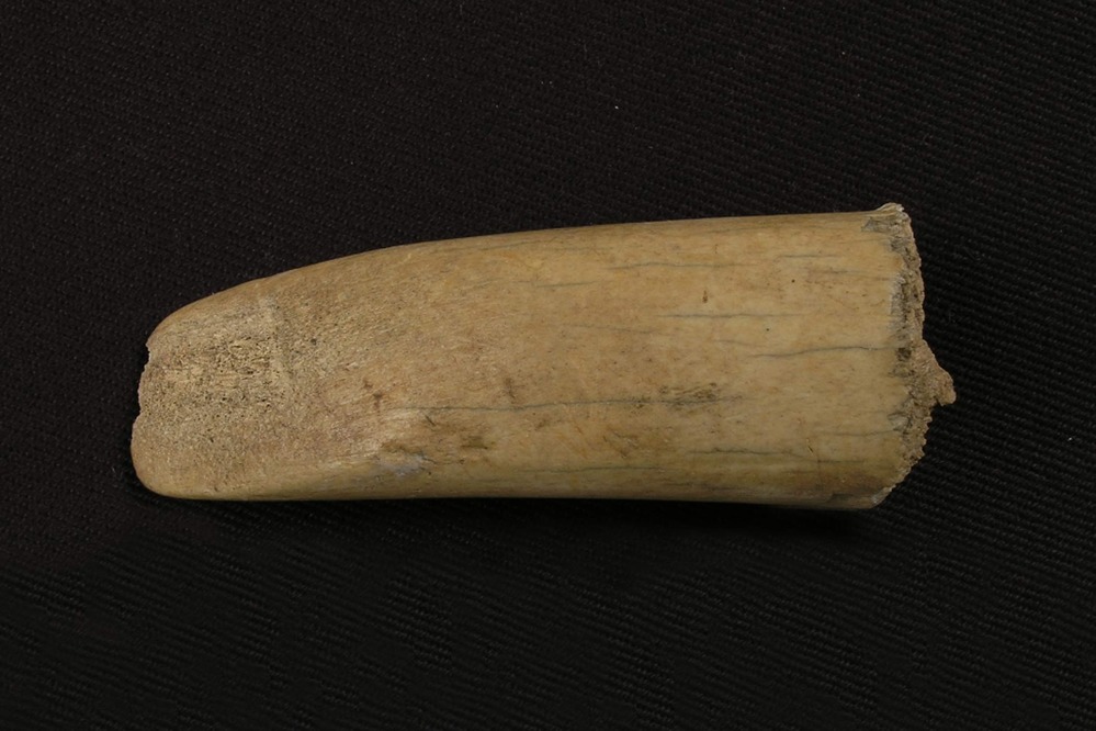 PORE 2527 Antler Wedge