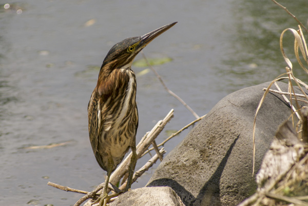  A green heron bird sits on rocks near water.