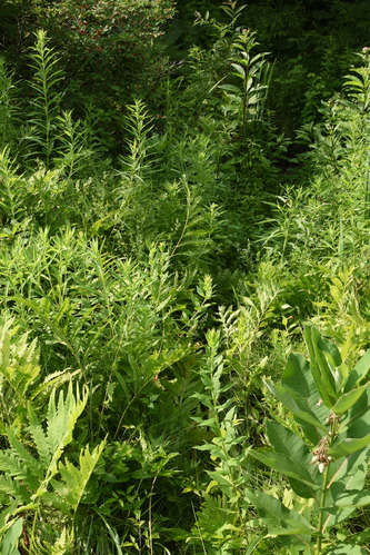 Game trail through the woods.