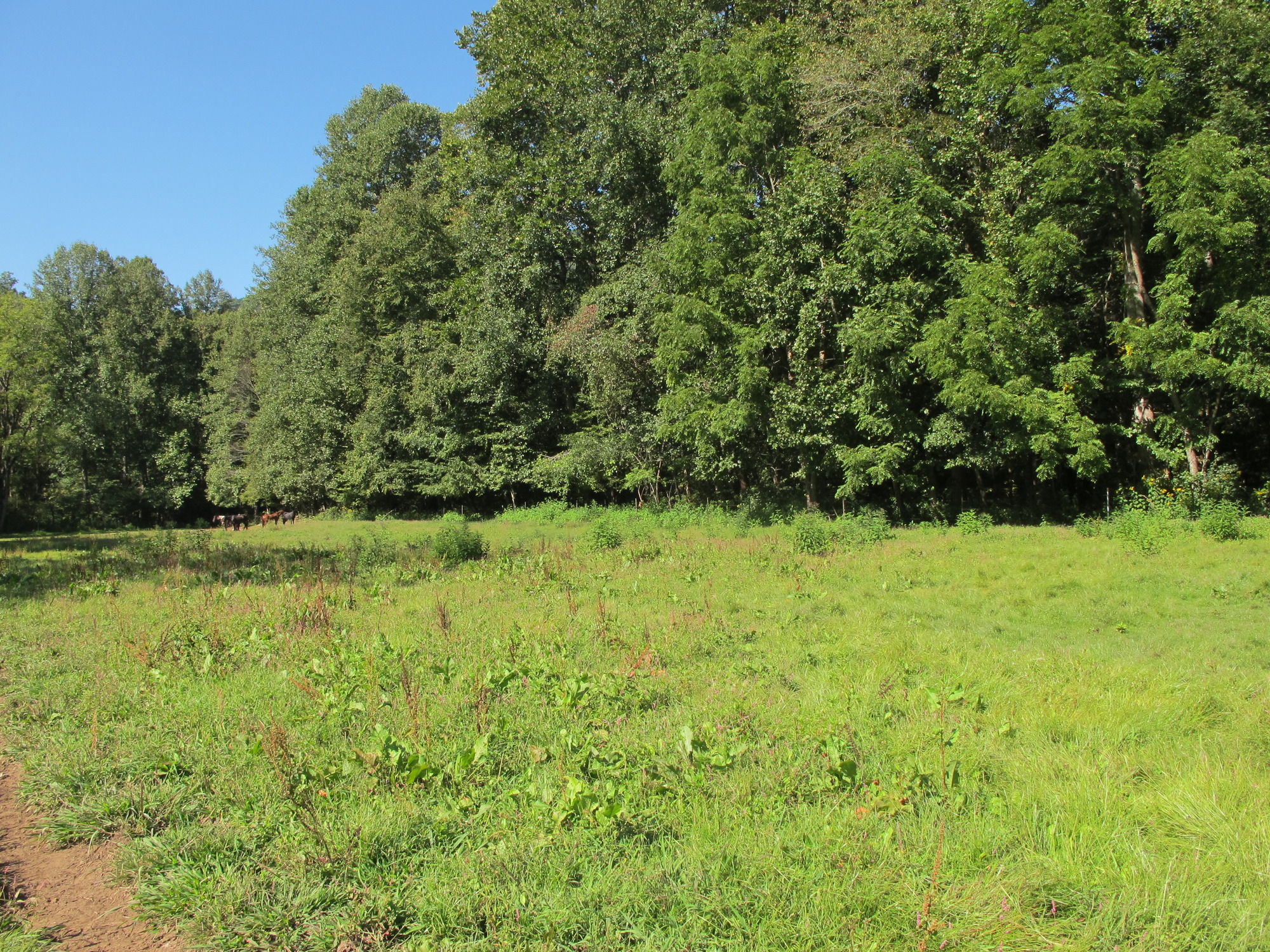 GRSM Accuracy Assessment. Plot Code: GRSM_AA_0837_6