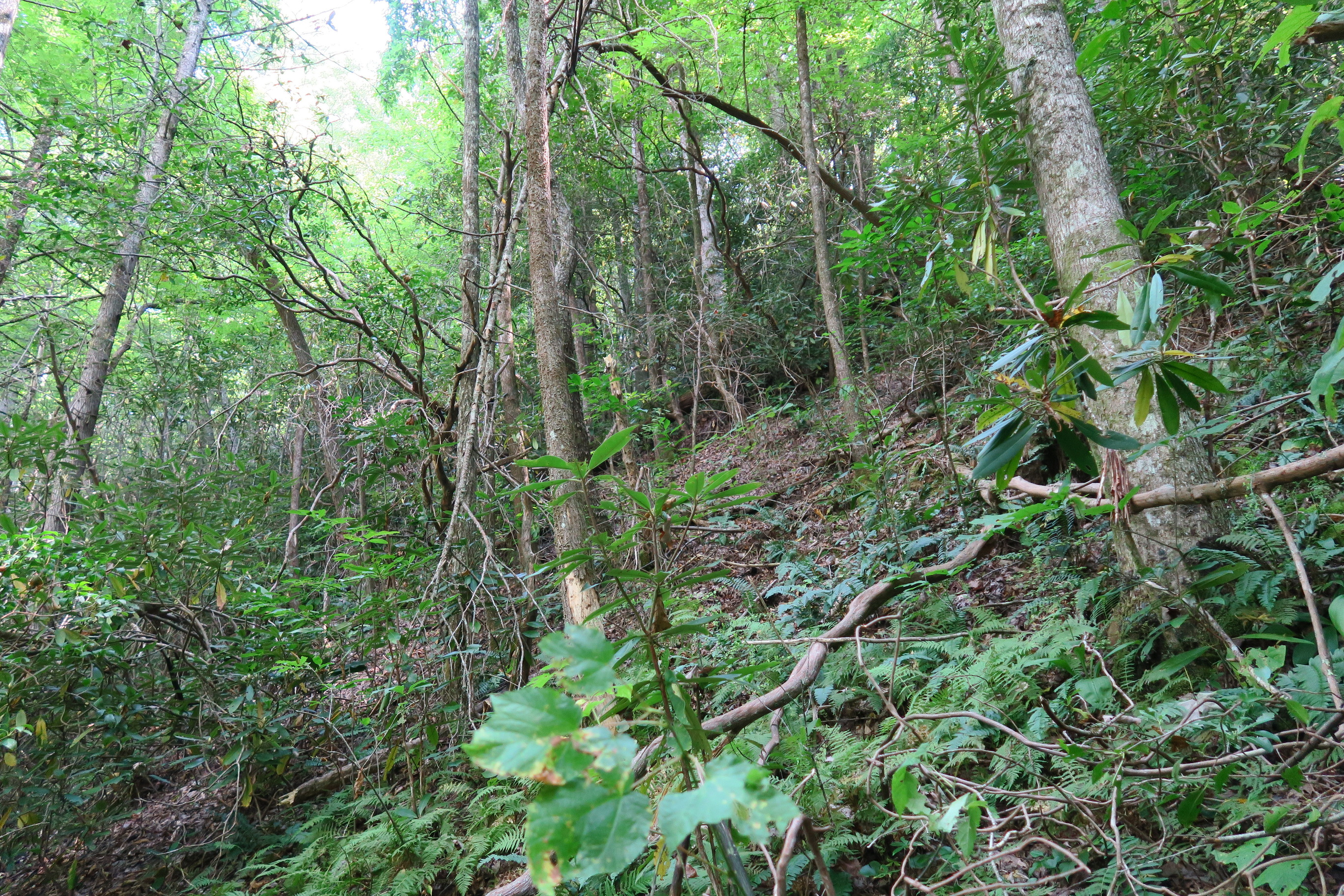 GRSM Accuracy Assessment. Plot Code: GRSM_AA_0845_3