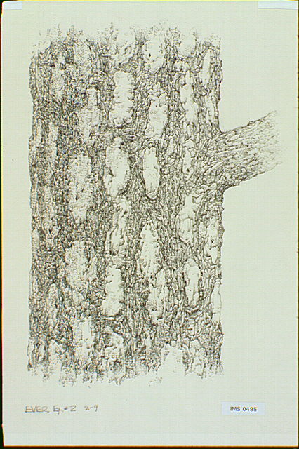 Detail of pine bark