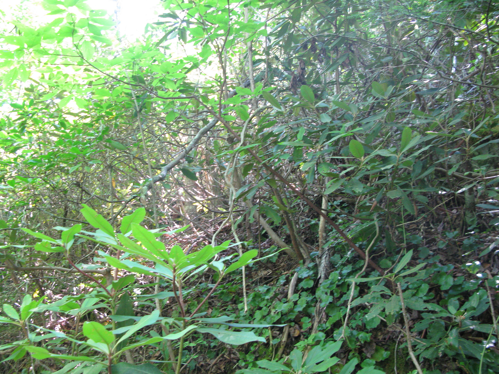 GRSM Accuracy Assessment. Plot Code: GRSM_AA_0194_3