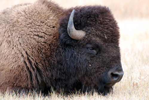 a male bison with a woolly winter coat lying down in the grass