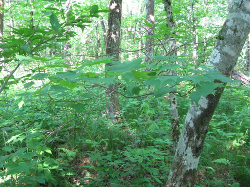 GRSM Accuracy Assessment. Plot Code: GRSM_AA_0438_5