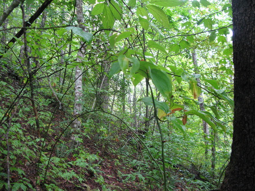 GRSM Accuracy Assessment. Plot Code: GRSM_AA_0208_2