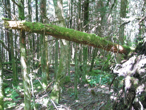 GRSM Accuracy Assessment. Plot Code: GRSM_AA_0956_5