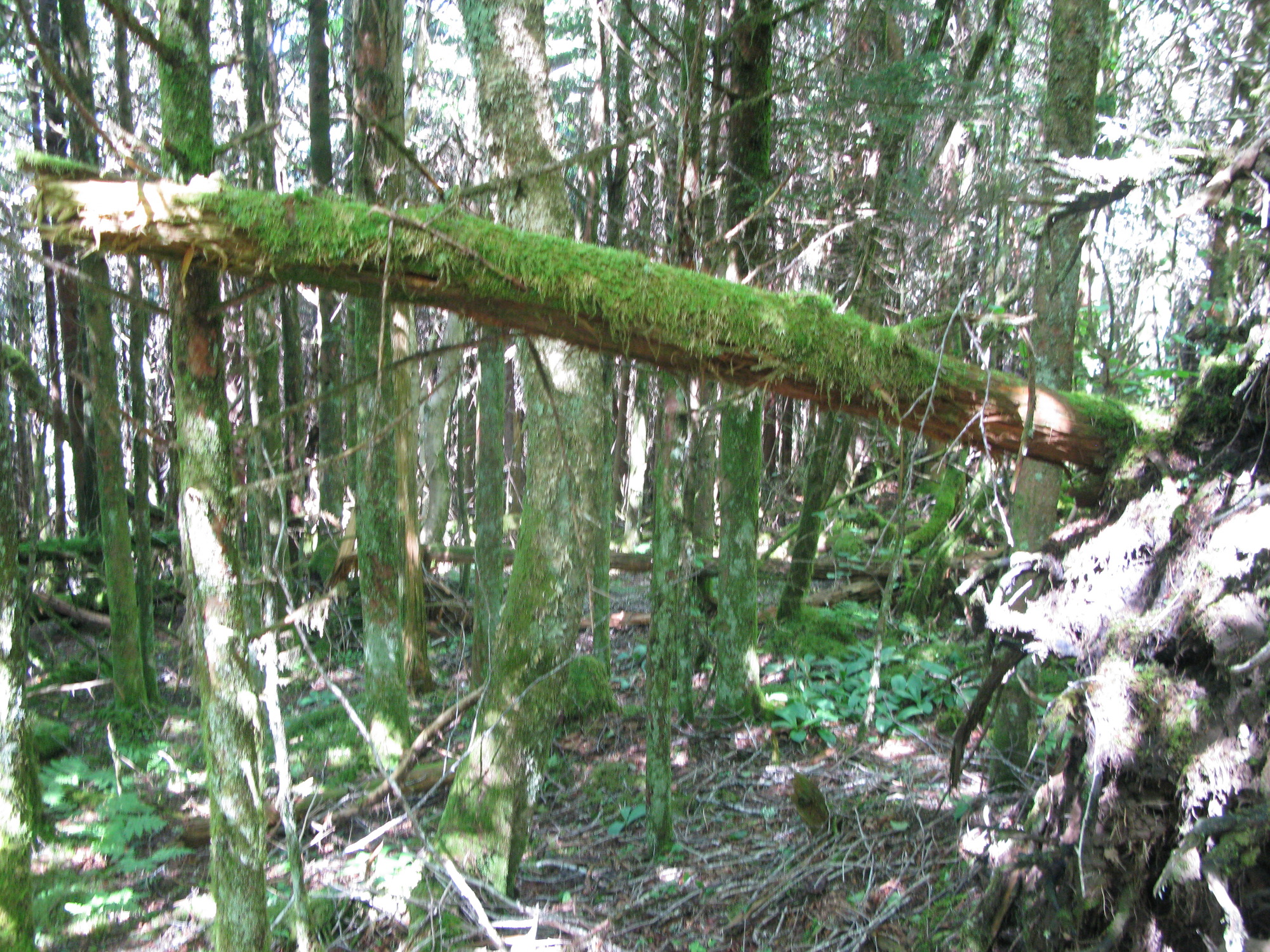 GRSM Accuracy Assessment. Plot Code: GRSM_AA_0956_5