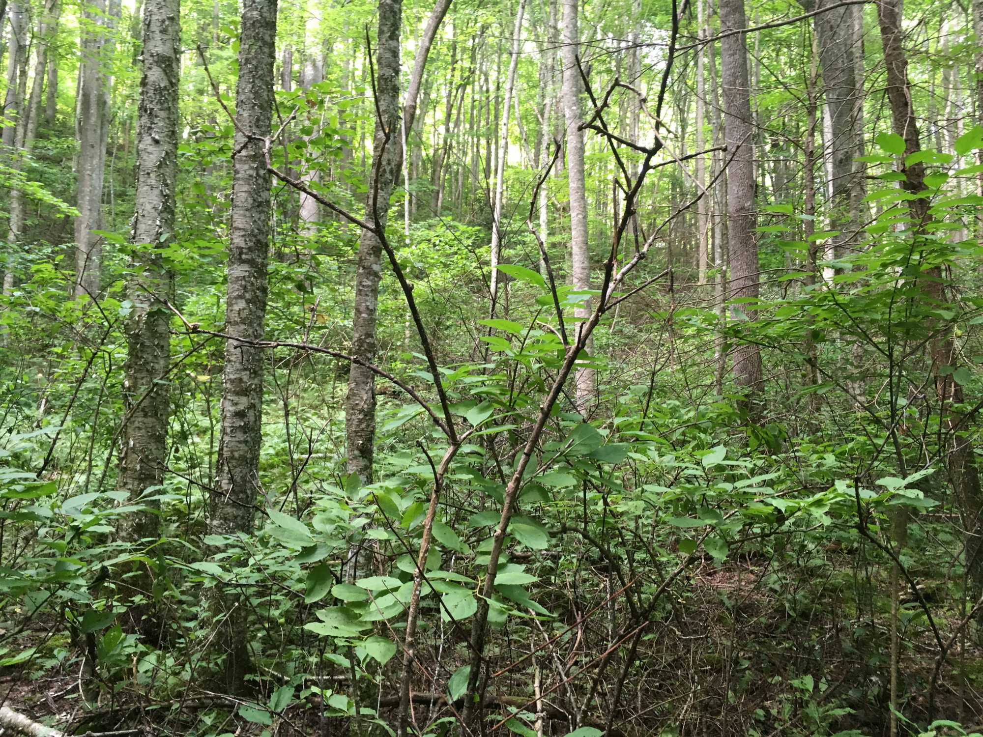 Plot Code: GRSM_AA_0654_5