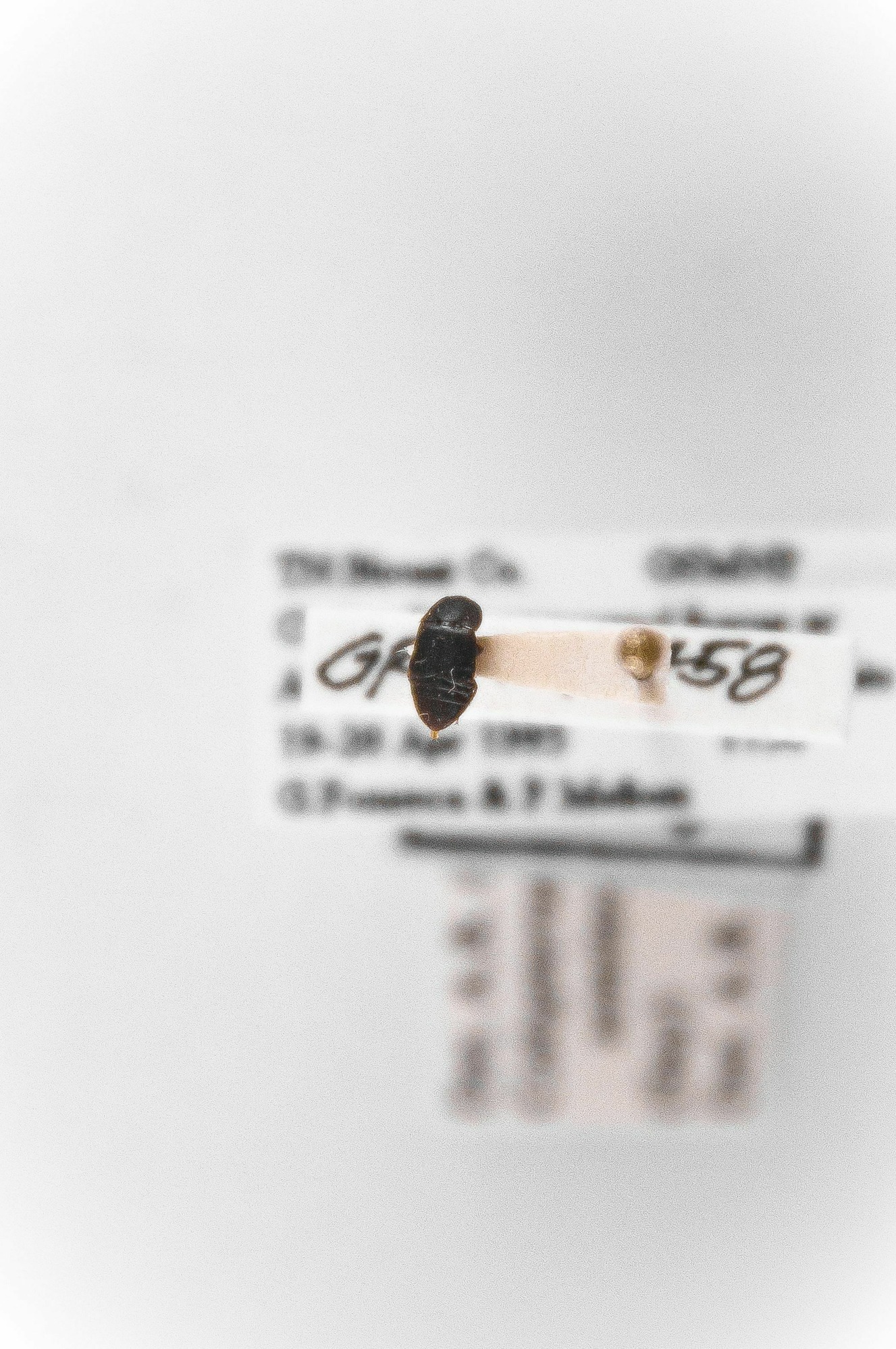 Image of Colopterus semitectus, a species of Animalia