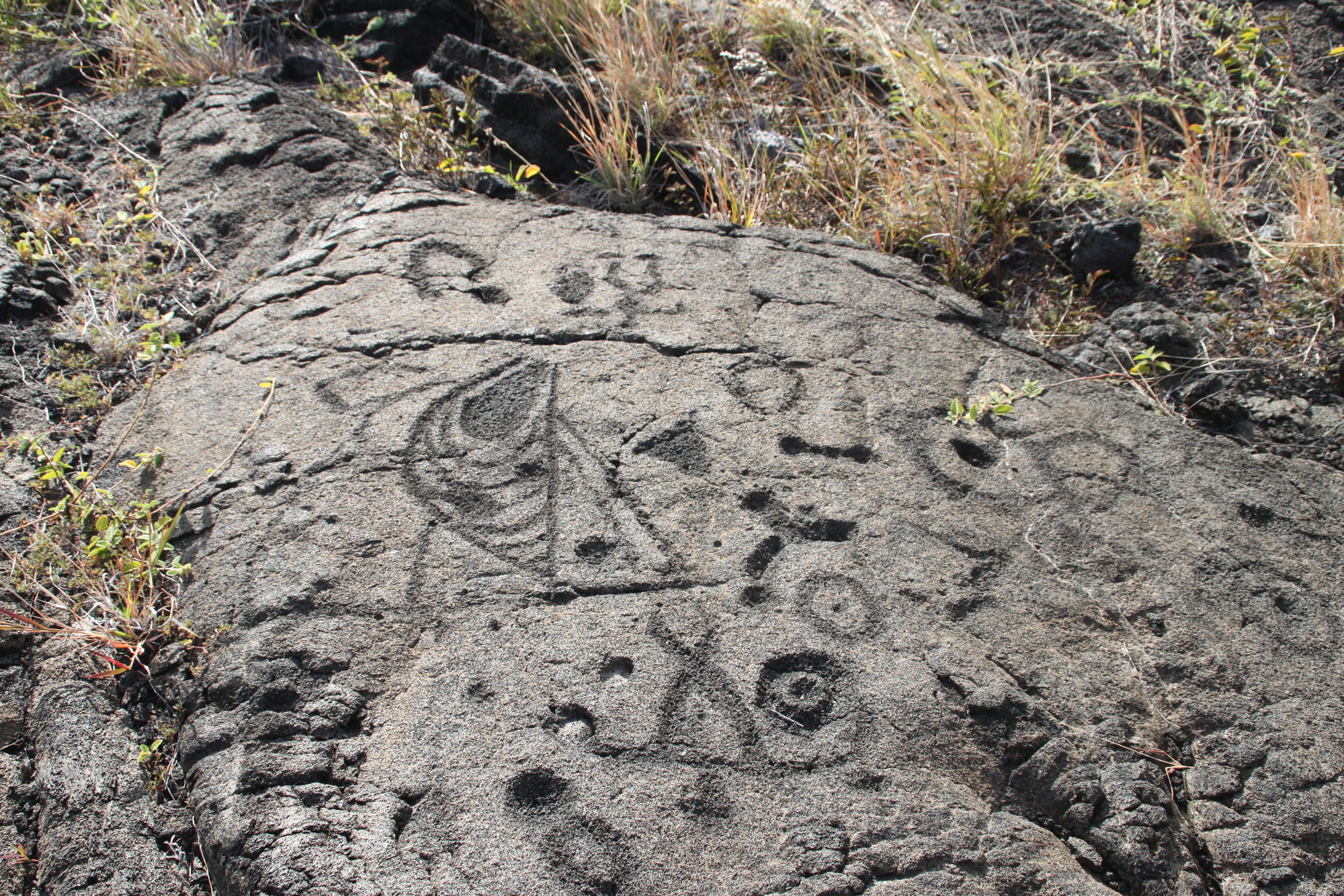 Many petroglyphs carved into dark gray rock