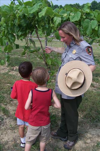 Junior Ranger, Butterfly's Breakfast, In Vineyard