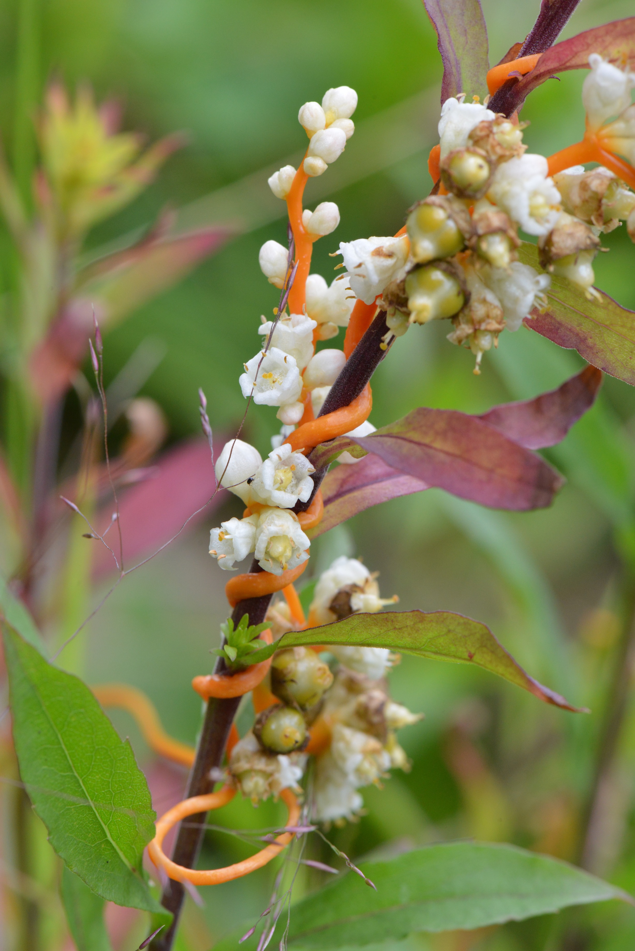 Dodder (Cuscuta spp.)