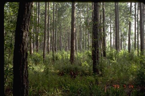 Pitcher Plant Bog and Sandhill Fuel Reduction Project, Big Thicket National Preserve