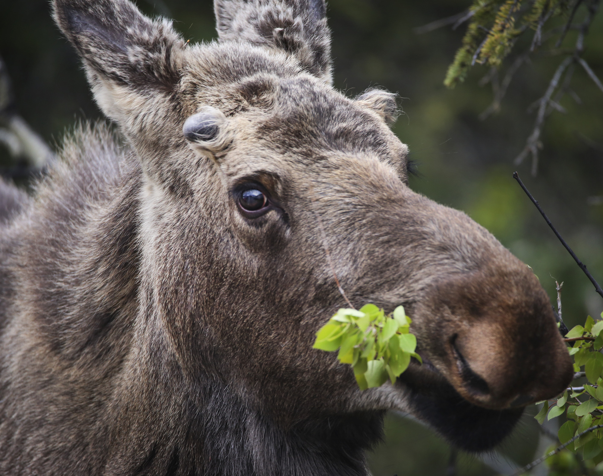 a young male moose eating leaves from a shrub. two small nubs above its eyes indicate that it is beginning to grow out its antlers.
