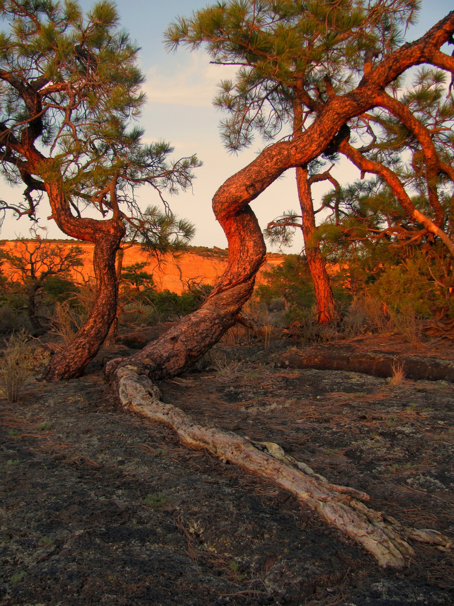 Two pine trees twist upwards and away from each other as they grow up from black rock.  The closest tree has a root growing across the rock surface towards the viewer.  An orange glow from a sunset lights up a sandstone cliff behind the trees.