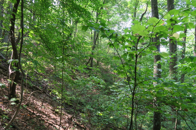 GRSM Accuracy Assessment. Plot Code: GRSM_AA_0940_6