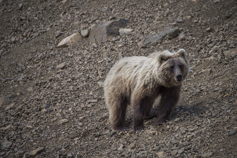 A grizzly on a steep rocky mountainside
