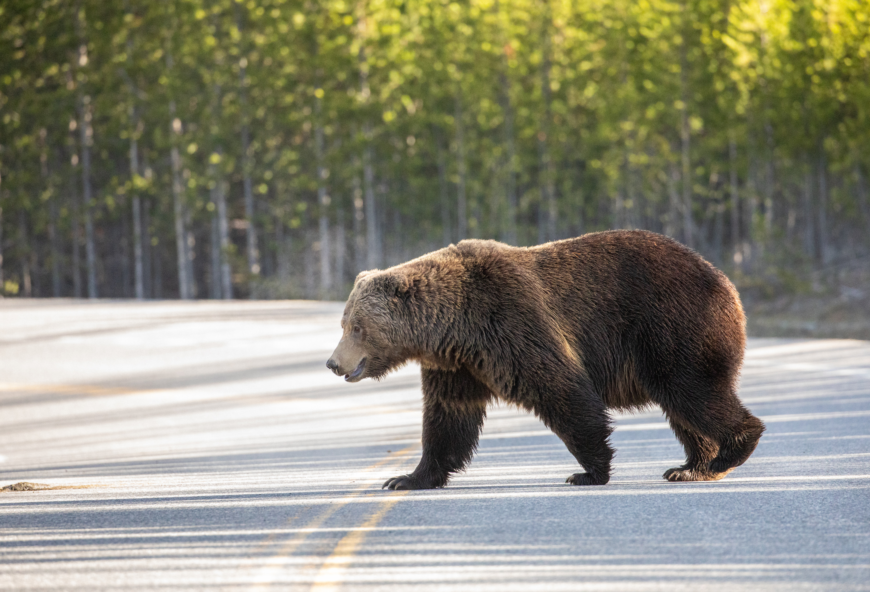 Grizzly walks across the center line of a road.
