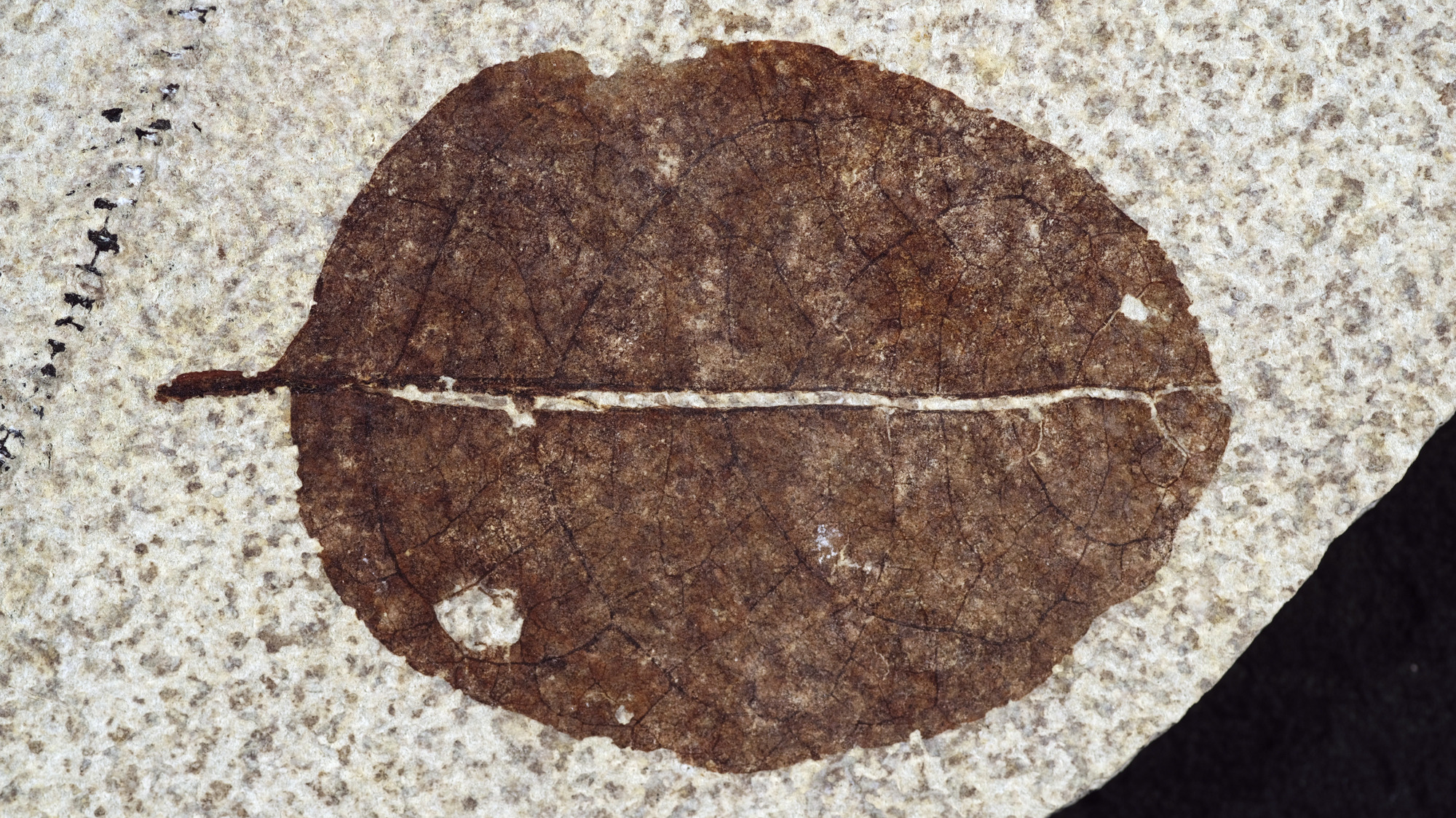 An oval-shaped fossil leaf with veins easily visible.