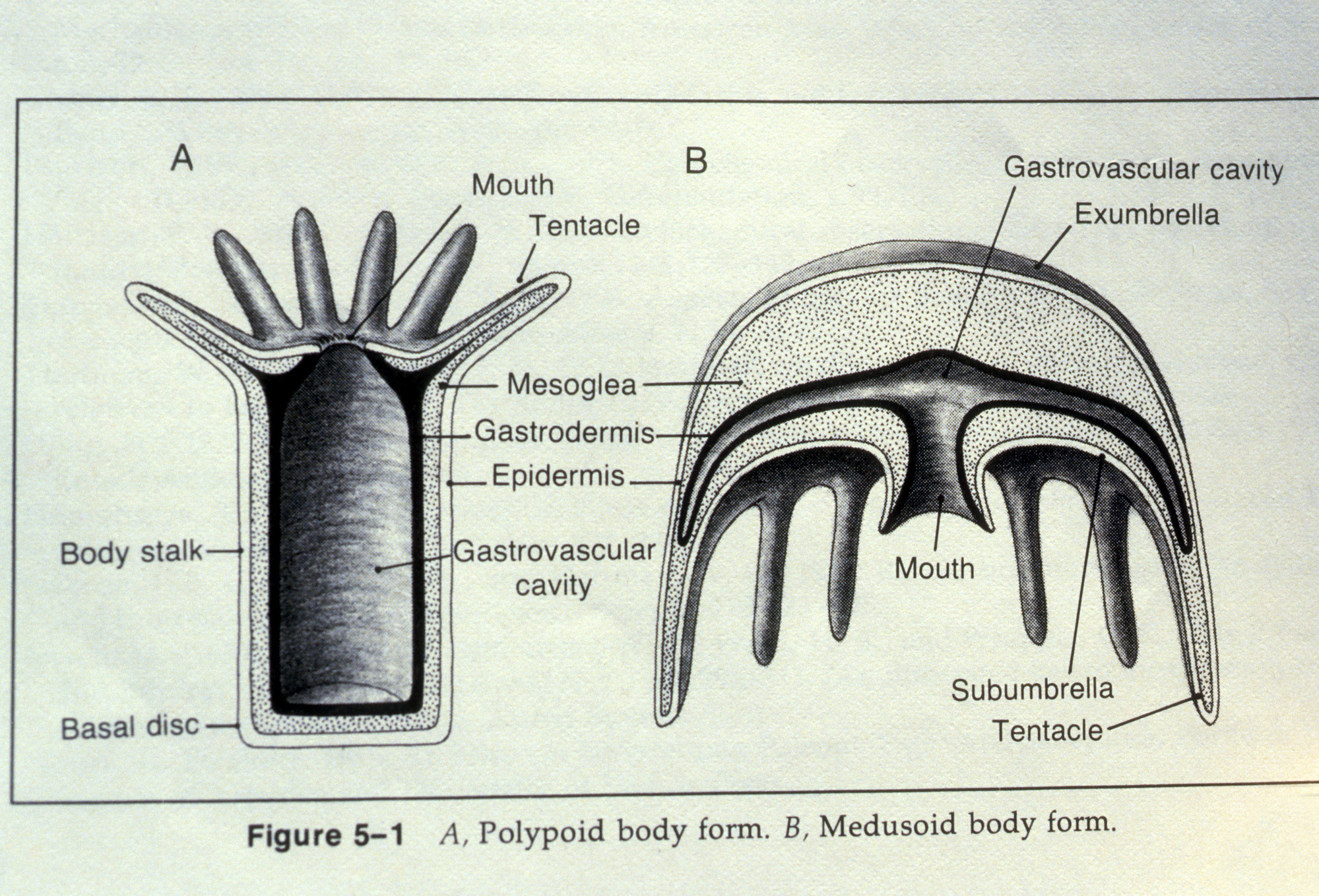 Graphic Invertebrate Diagram