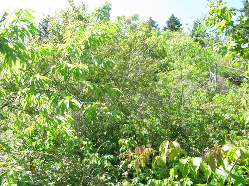 GRSM Accuracy Assessment. Plot Code: GRSM_AA_0343_6