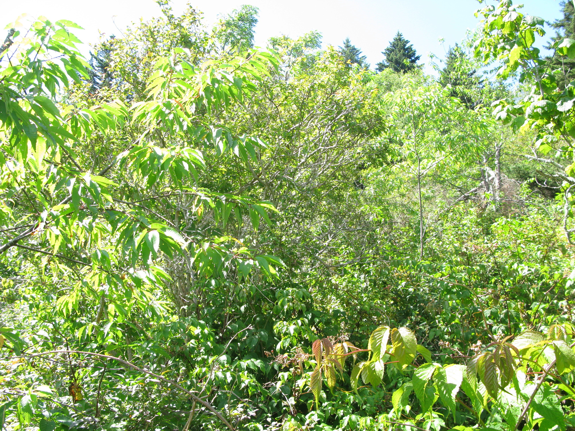 GRSM Accuracy Assessment. Plot Code: GRSM_AA_0343_6