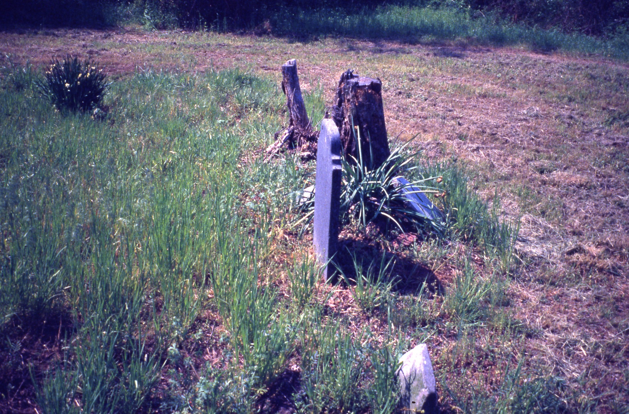 A color image of the Byars-Ezell cemetery after cleanup. A single headstone is left standing up and the others are broken and lie in pieces. 