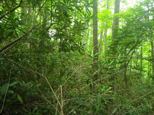 Plot Code: GRSM_AA_0486_6