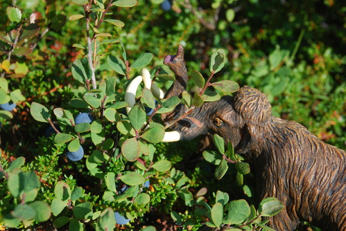 Martin the Mammoth, a small plastic woolly mammoth toy (approximately 3.75 inches), is nuzzling a blueberry bush.  