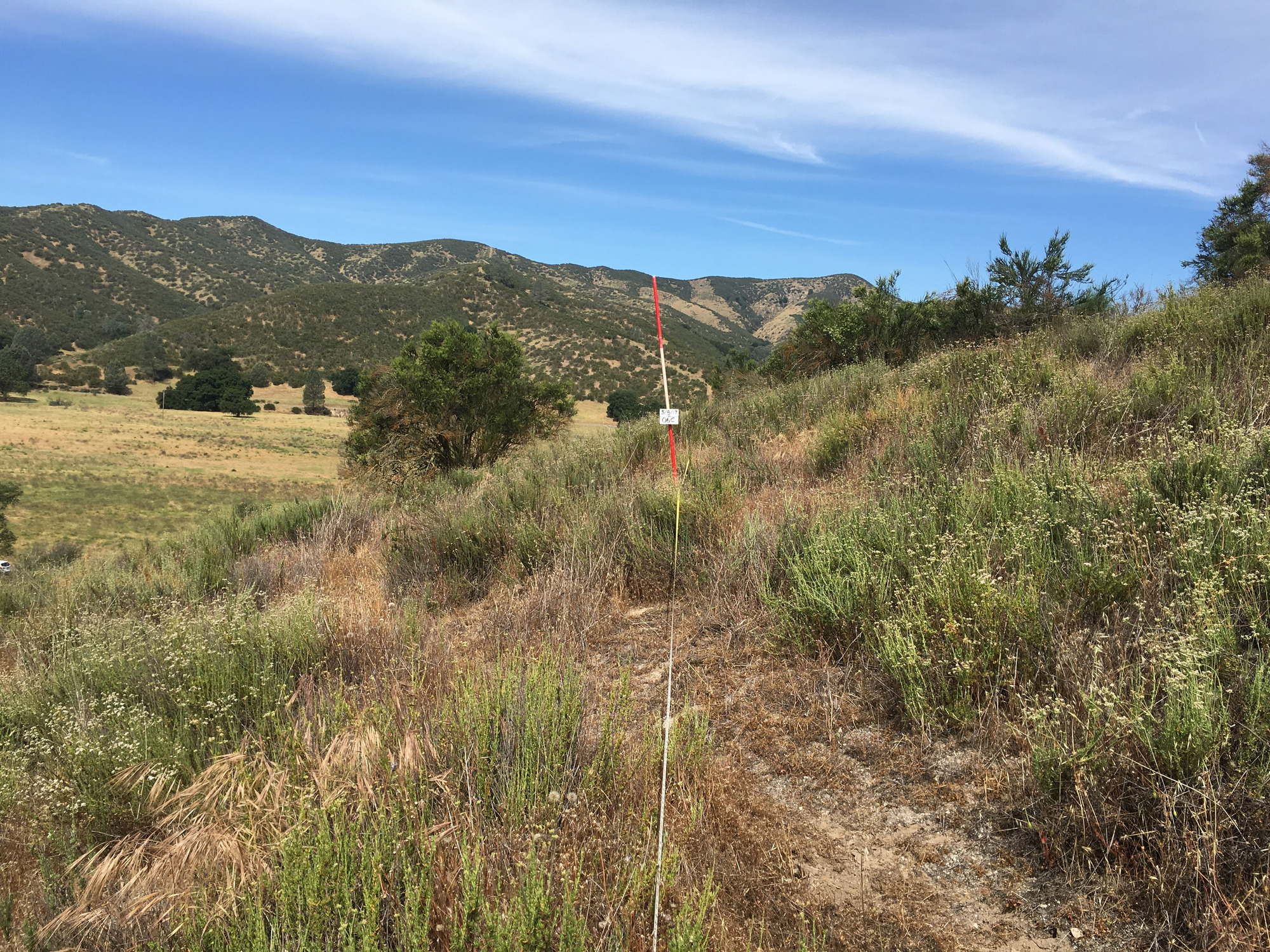Eye-level view from the center point of a plant community monitoring plot