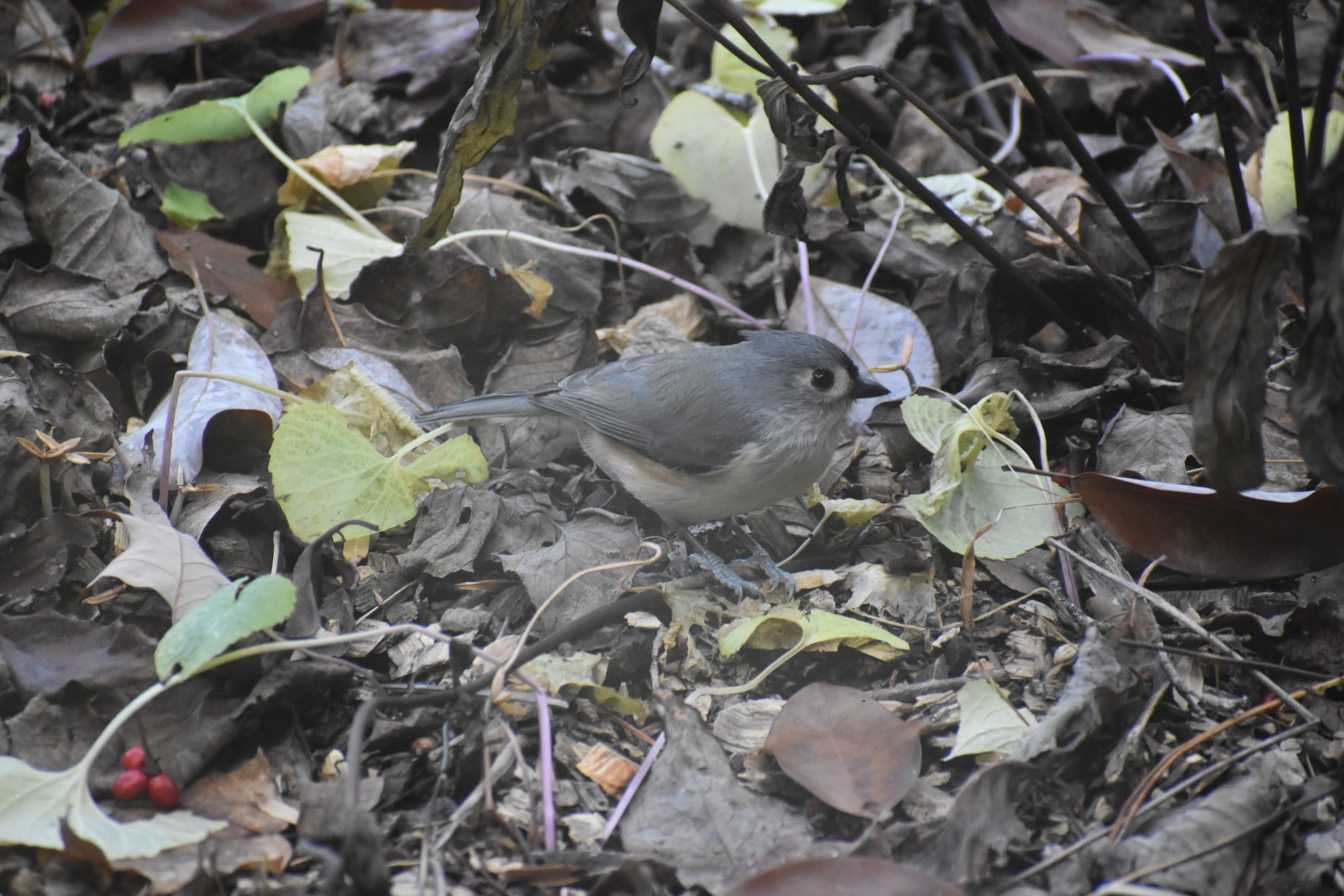 Tufted titmouse standing on dead leaves