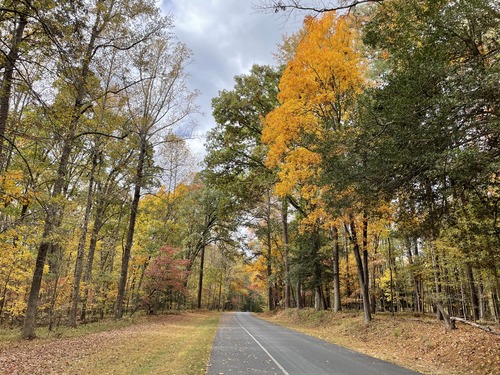 Road line by trees with leaves of varying shades of green, red, yellow, and brown.