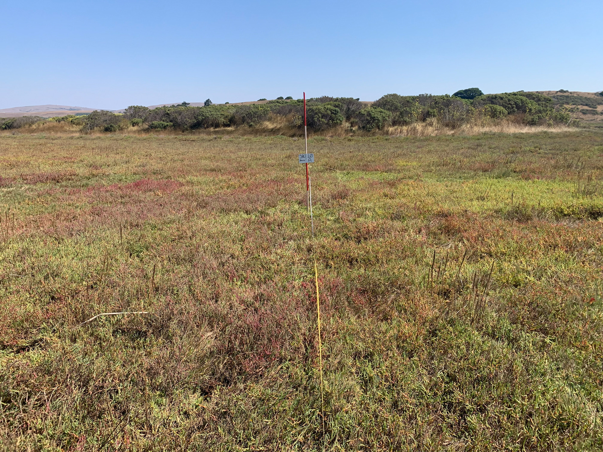 Eye-level view from the center point of a plant community monitoring plot