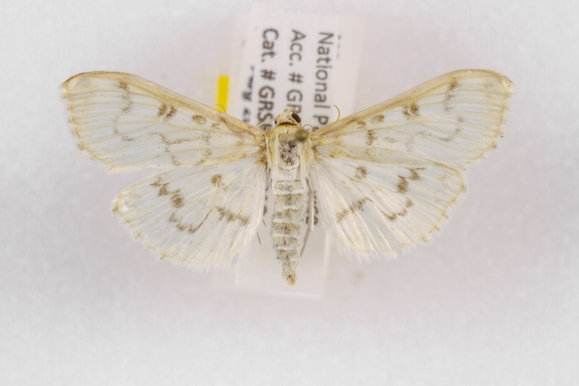 Image of Herpetogramma abdominalis, a species of Animalia