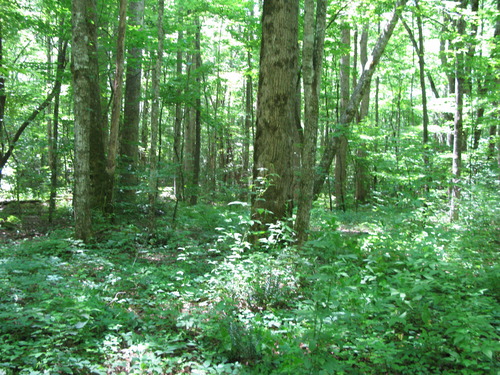 GRSM Accuracy Assessment. Plot Code: GRSM_AA_0293_6