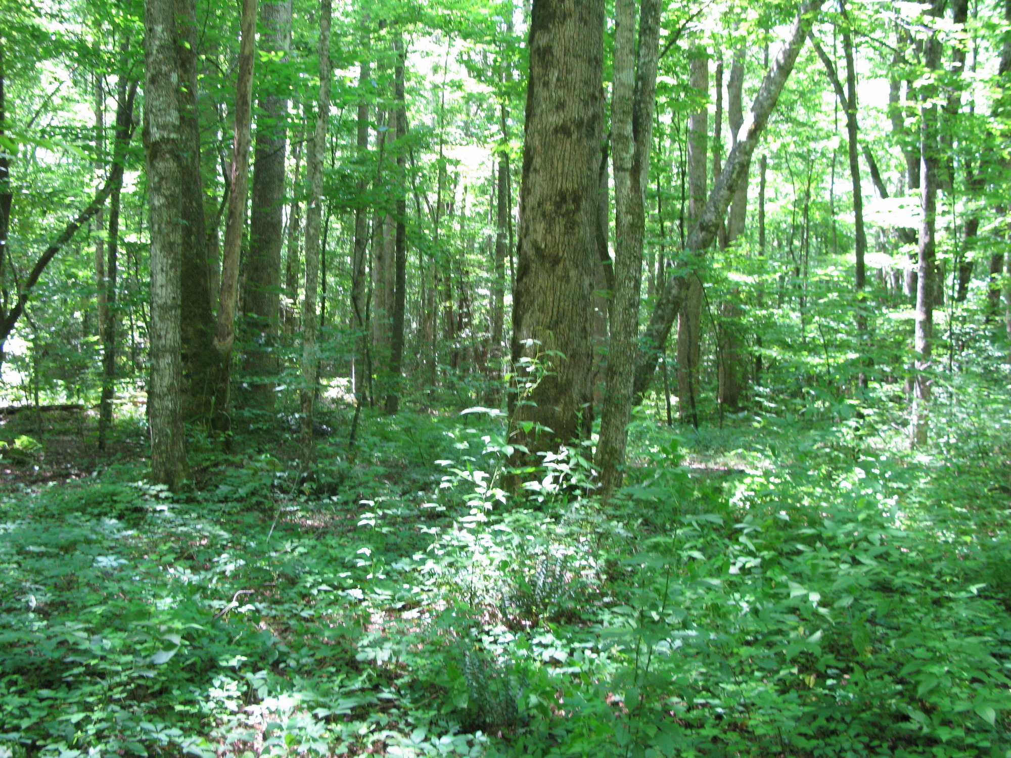 GRSM Accuracy Assessment. Plot Code: GRSM_AA_0293_6