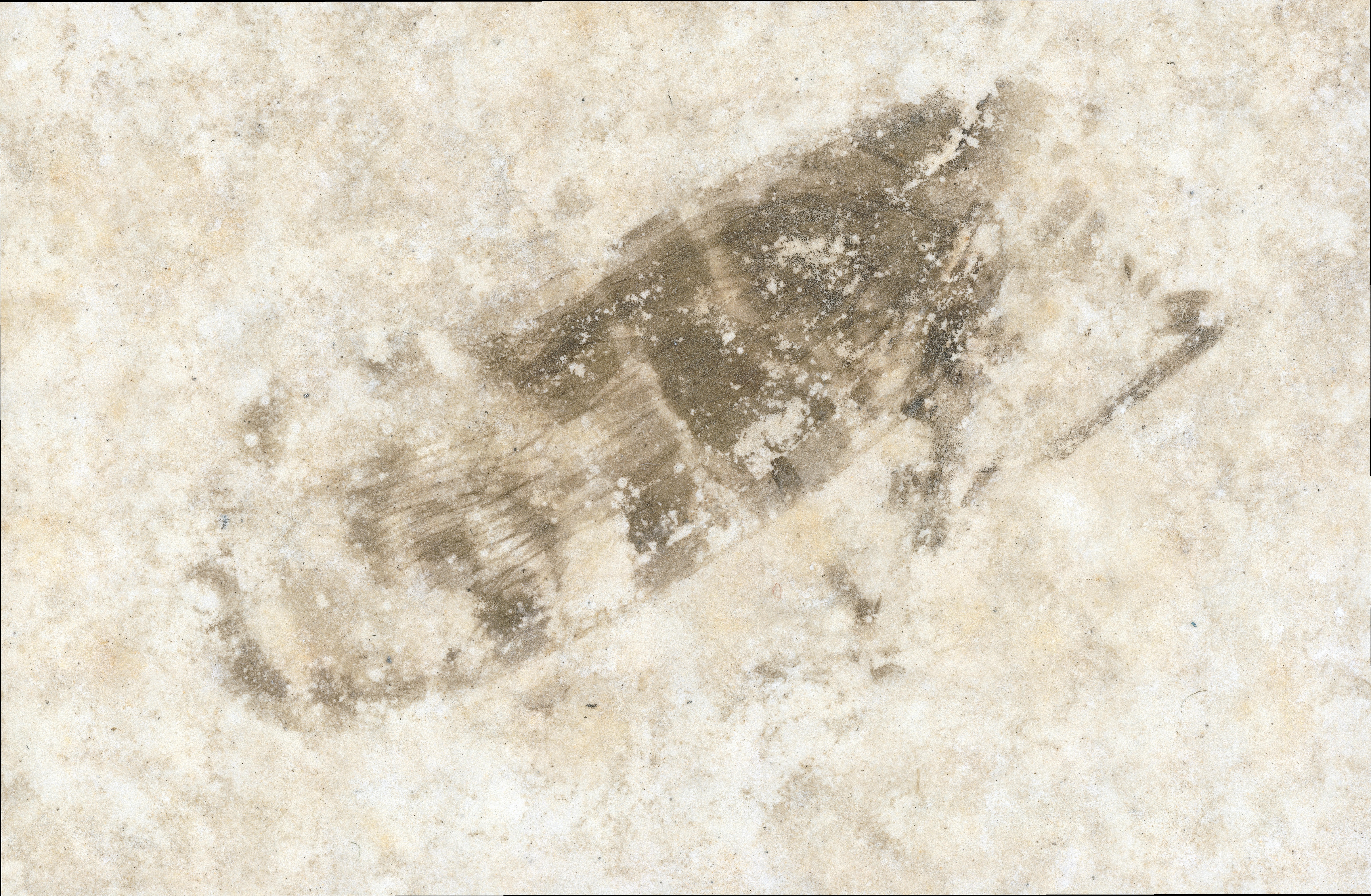 A side view of a fossil bee. The wing with veins and the legs are easily visible.