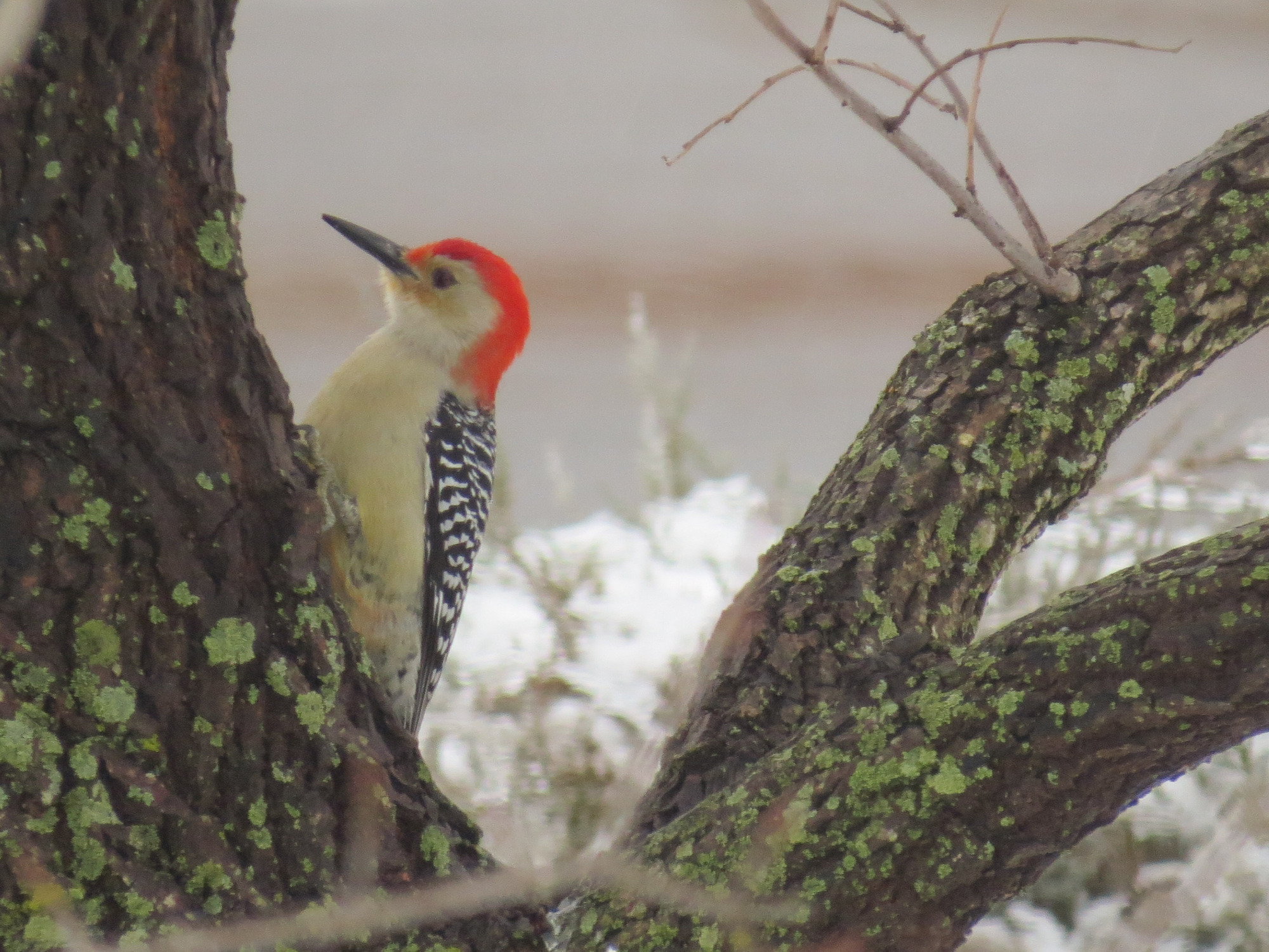 Image of Melanerpes carolinus, a species of Bird