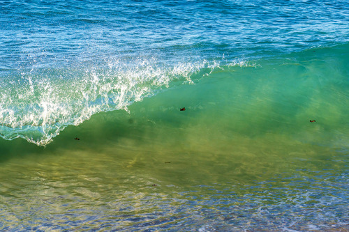 Three tiny sea turtles float in a blue ocean wave in shallow water 