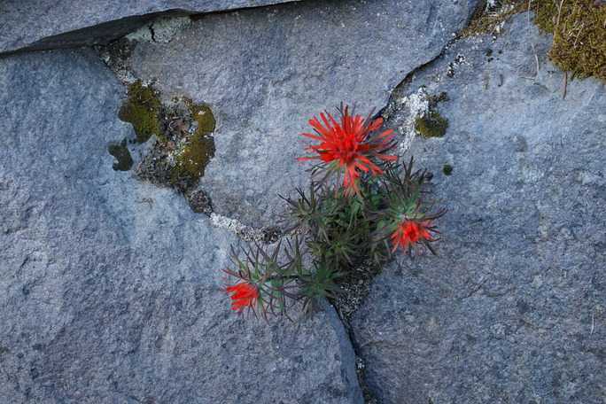 A small plant with narrow, lobed leaves grows out of a crack in a cliff. The tops of the stems are topped in bright red bracts and flowers.  