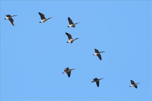 Canada goose in Cuyahoga Valley National Park