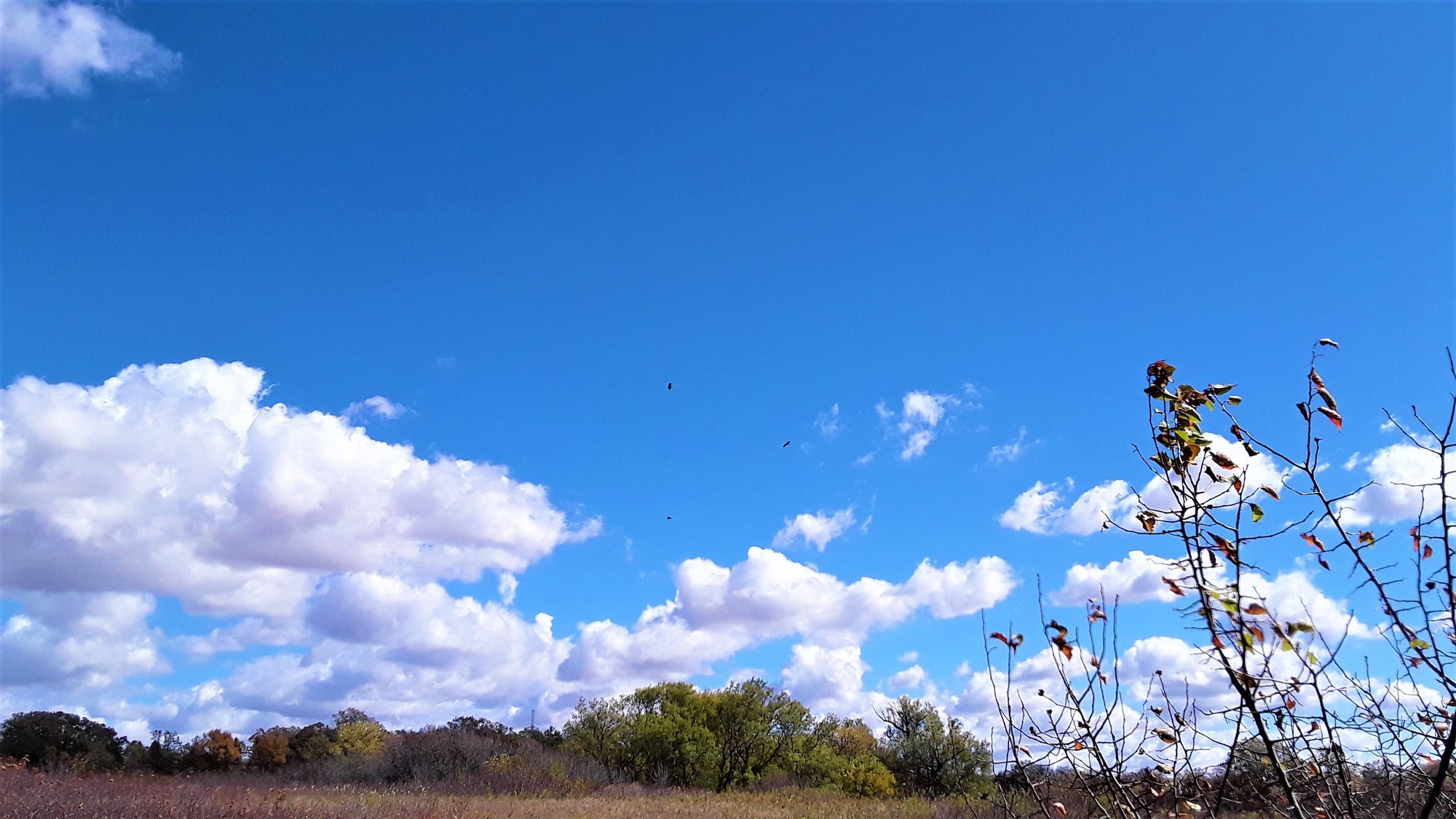 Grass and trees line the bottom of the photo, above it is blue sky and white puffy clouds. In the center are bald eagles as three black shapes in the distance.