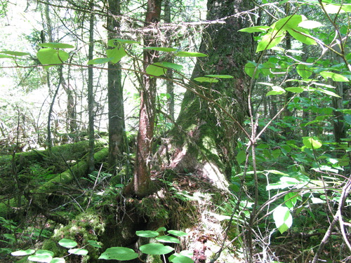 GRSM Accuracy Assessment. Plot Code: GRSM_AA_0448_5