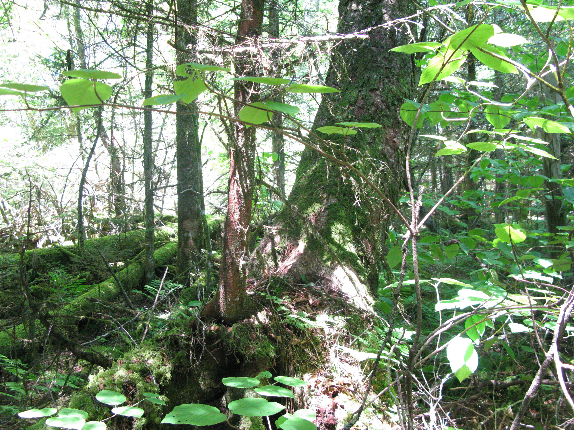 GRSM Accuracy Assessment. Plot Code: GRSM_AA_0448_5