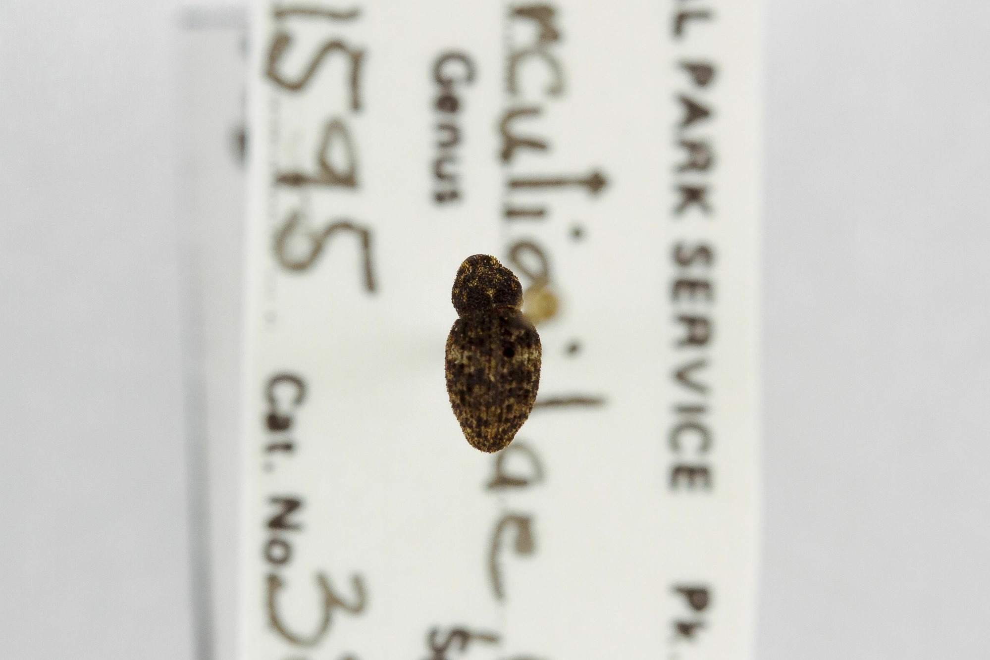 Image of Acalles carinatus, a species of Animalia