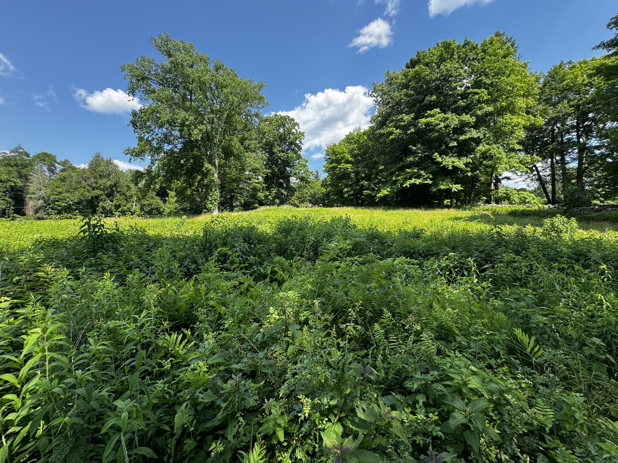 Open Field with native and non-native vegetation