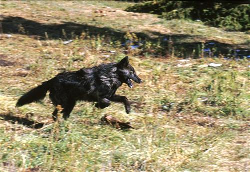 Wolves at Yellowstone National Park