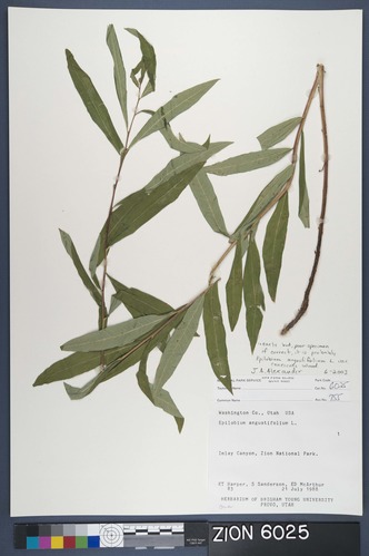 Herbarium Specimen Sheet 6025